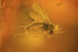 Two Fossil Flies (Diptera) In Baltic Amber #72209-3